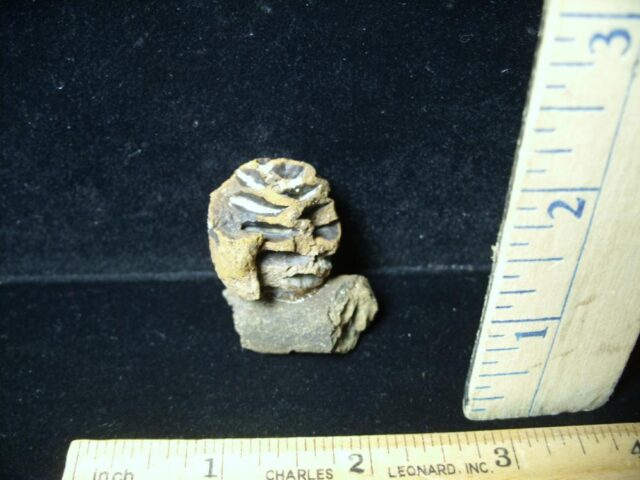 Prehistoric Fossilized Sequoia Cone on Branch (051522h - Image 2