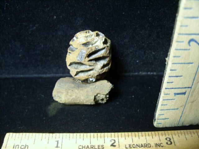 Prehistoric Fossilized Sequoia Cone on Branch (051522h