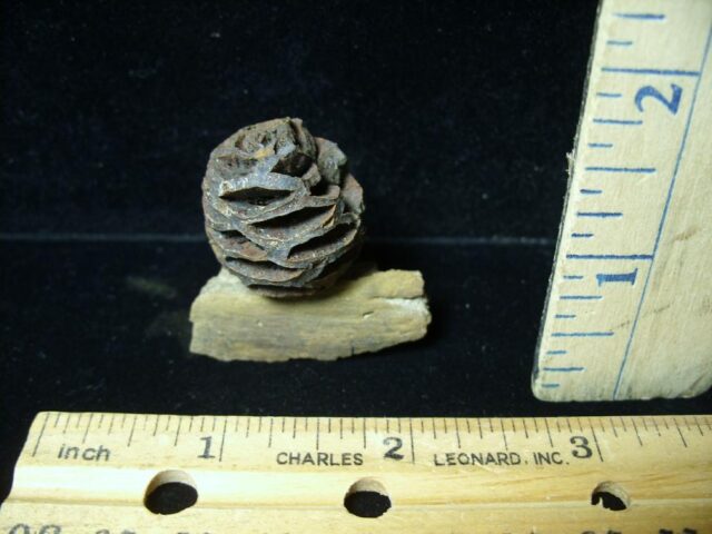 Prehistoric Fossilized Sequoia Cone on Branch (051522k)
