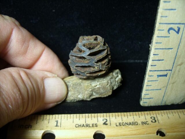 Prehistoric Fossilized Sequoia Cone on Branch (051522k) - Image 2
