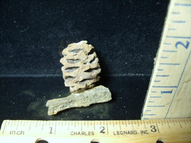 Prehistoric Fossilized Sequoia Cone on Branch (051522n)...ON HOLD for Michael S  09/01/23