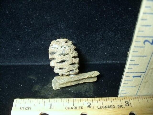 Prehistoric Fossilized Sequoia Cone on Branch (051522n)...ON HOLD for Michael S  09/01/23 - Image 2