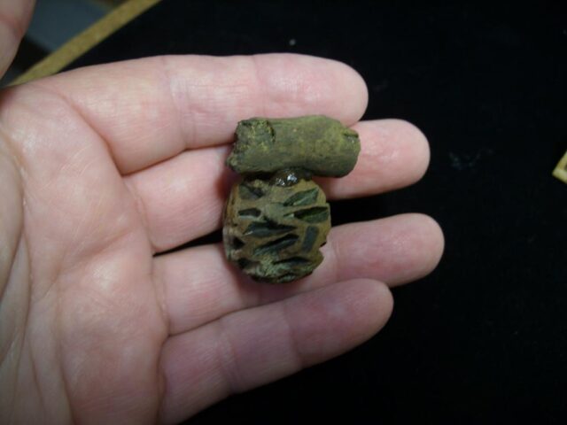 Prehistoric Fossilized Sequoia Cone on Branch (051522n)