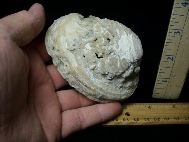 Fossilized Calcite Crystal filled Clam (043022k) - Image 2