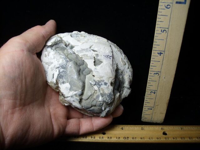 Fossilized Calcite Crystal filled Clam (043022m) - Image 3