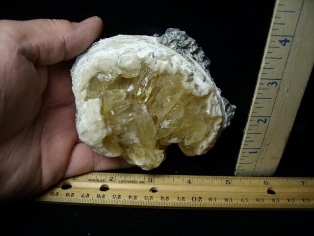 Fossilized Calcite Crystal filled Clam (043022n) - Image 2