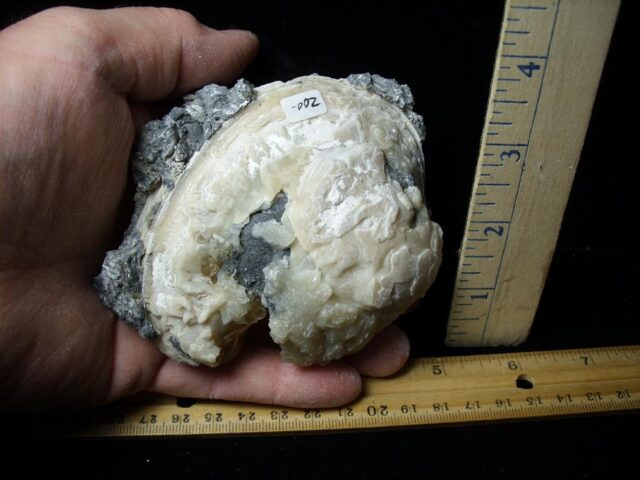 Fossilized Calcite Crystal filled Clam (043022n) - Image 3