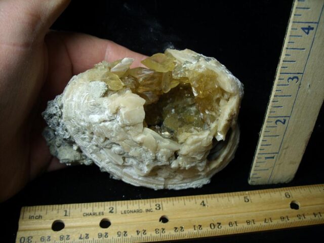 Fossilized Calcite Crystal filled Clam (042822p)