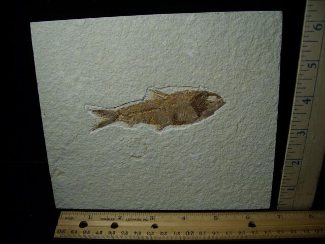 Fossilized “Green River” Fish (050122a)