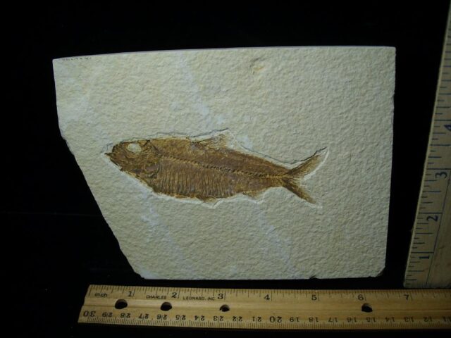 Fossilized “Green River” Fish (050122c)