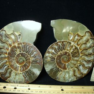 Beautiful Sliced & Polished Ammonite  (050322k)