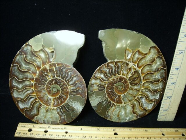 Beautiful Sliced & Polished Ammonite  (050322k)
