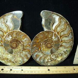 Beautiful Sliced & Polished Ammonite  (050322m)