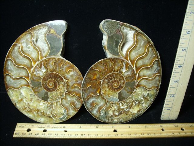 Beautiful Sliced & Polished Ammonite  (050322m)