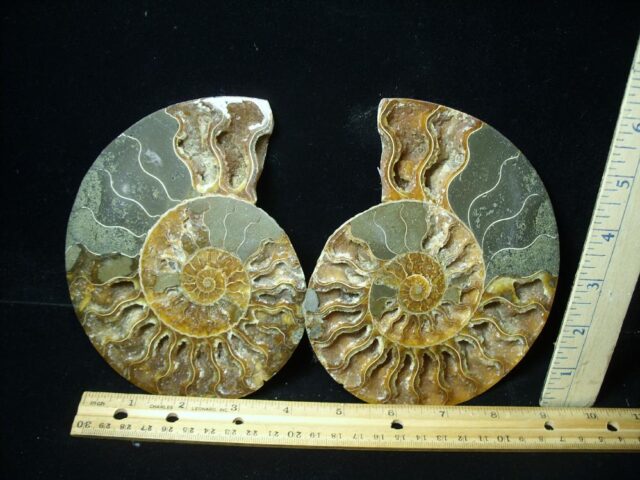 Beautiful Sliced & Polished Ammonite  (050322n)