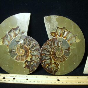 Beautiful Sliced & Polished Ammonite  (050322p)
