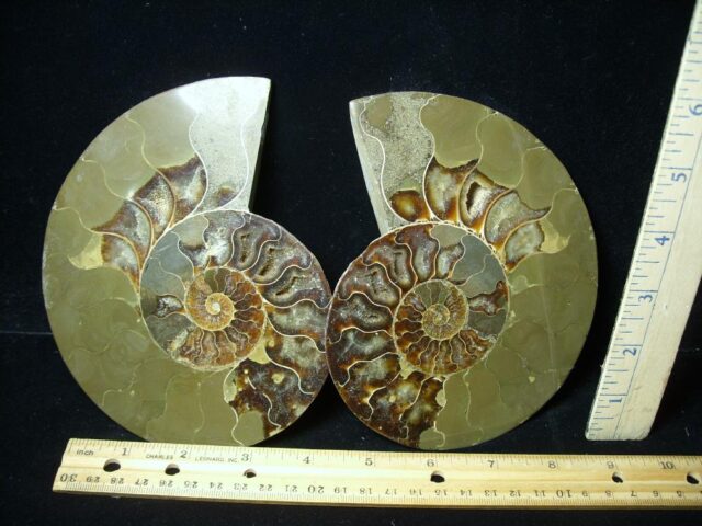 Beautiful Sliced & Polished Ammonite  (050322p)