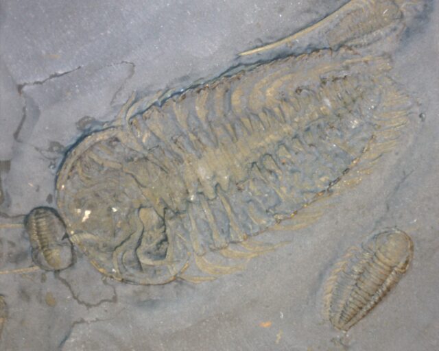 "SUPER LARGE" Trilobites with Legs & Antennae !  (060122a)* “SPECIAL - BELOW DEALER COST ” - Image 4