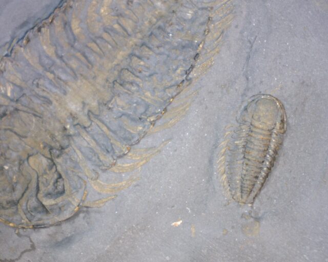 "SUPER LARGE" Trilobites with Legs & Antennae !  (060122a)* “SPECIAL - BELOW DEALER COST ” - Image 5