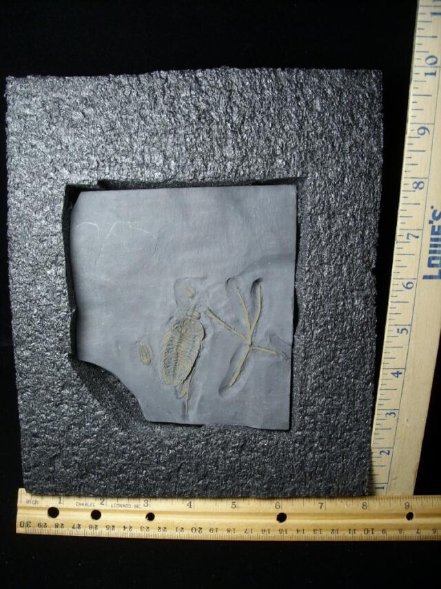 "SUPER LARGE" Trilobites with Legs & Antennae !  (060122a)* “SPECIAL - BELOW DEALER COST ” - Image 2