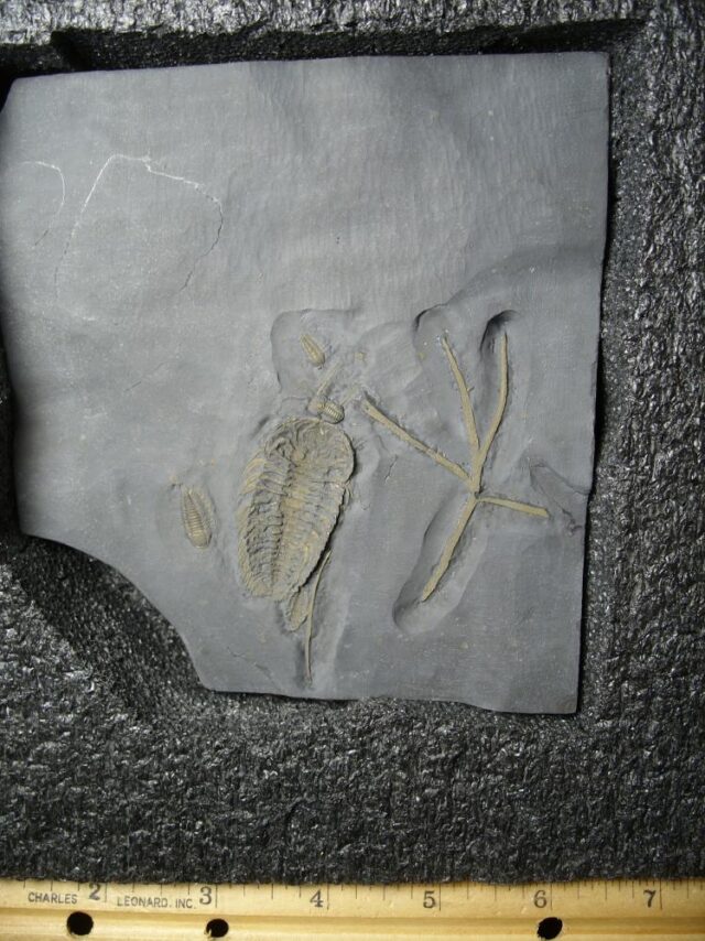 "SUPER LARGE" Trilobites with Legs & Antennae !  (060122a)* “SPECIAL - BELOW DEALER COST ” - Image 3