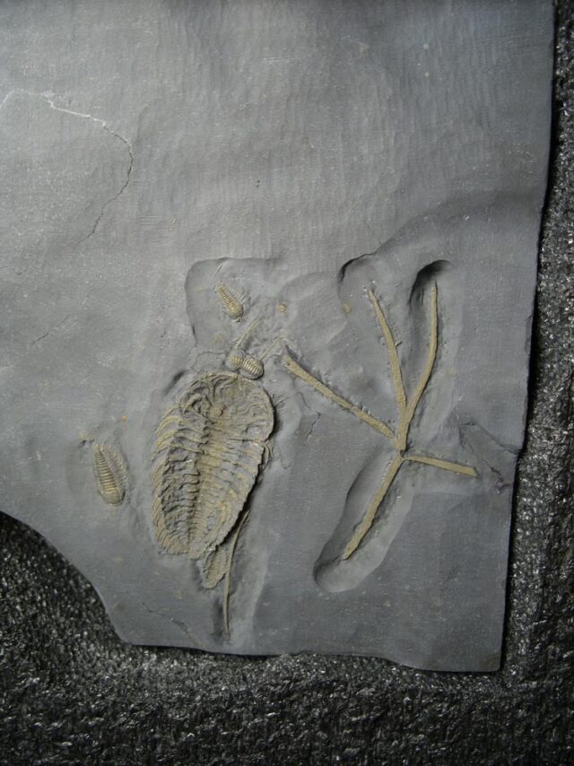"SUPER LARGE" Trilobites with Legs & Antennae !  (060122a)* “SPECIAL - BELOW DEALER COST ”