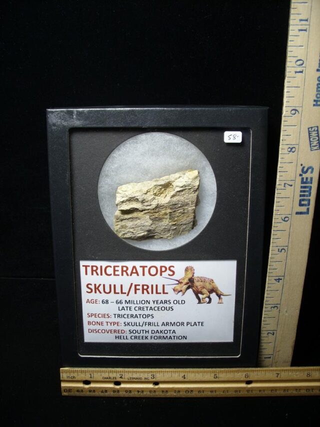 Triceratops Dinosaur Shield Fragment (061722d)