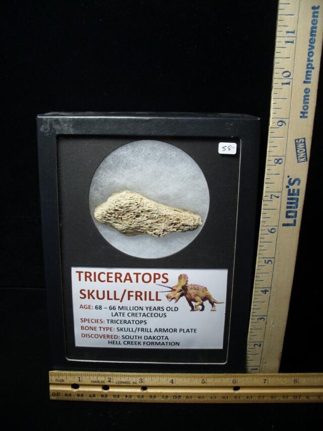 Triceratops Dinosaur Shield Fragment (061722f)