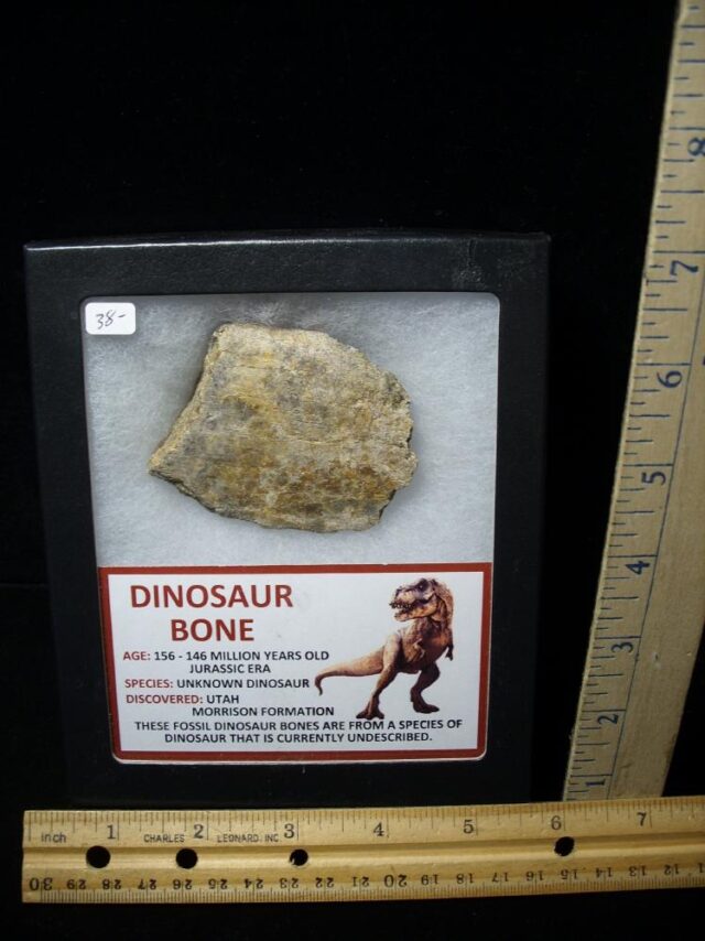 Partial Jurassic Dinosaur Bone  (061722g)