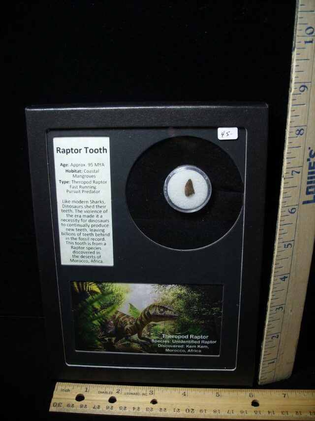 Authentic Raptor Dinosaur Tooth (062322c)