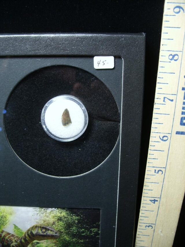 Authentic Raptor Dinosaur Tooth (062322c) - Image 2