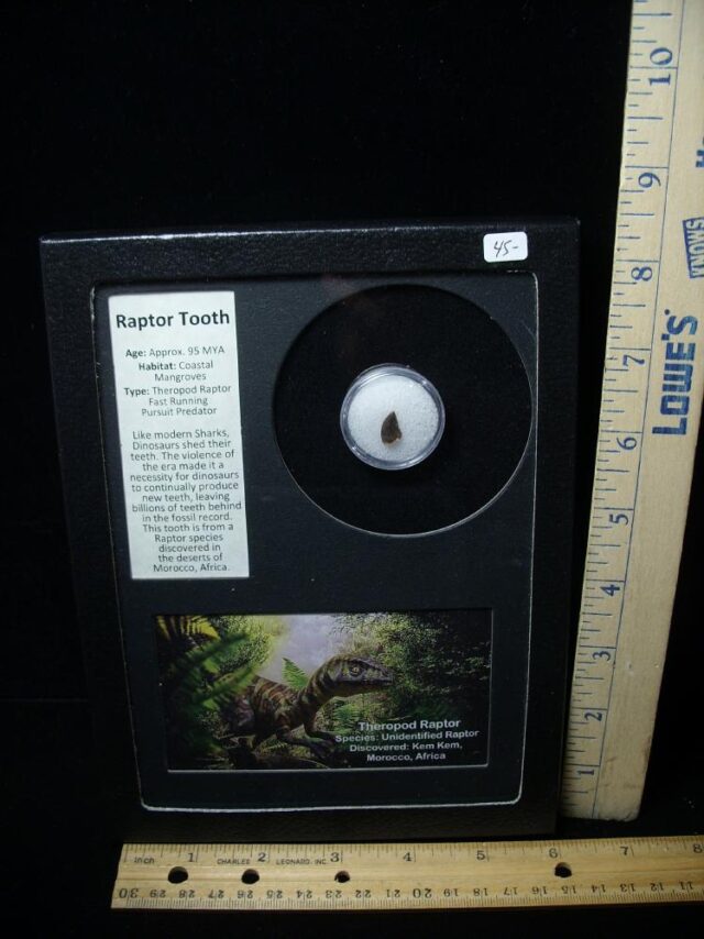 Authentic Raptor Dinosaur Tooth (062322d)