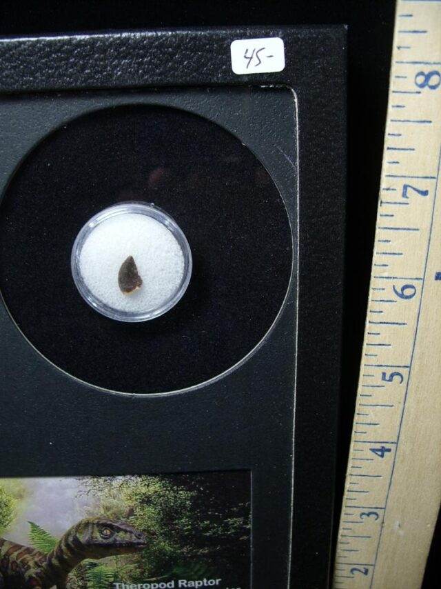 Authentic Raptor Dinosaur Tooth (062322d) - Image 2