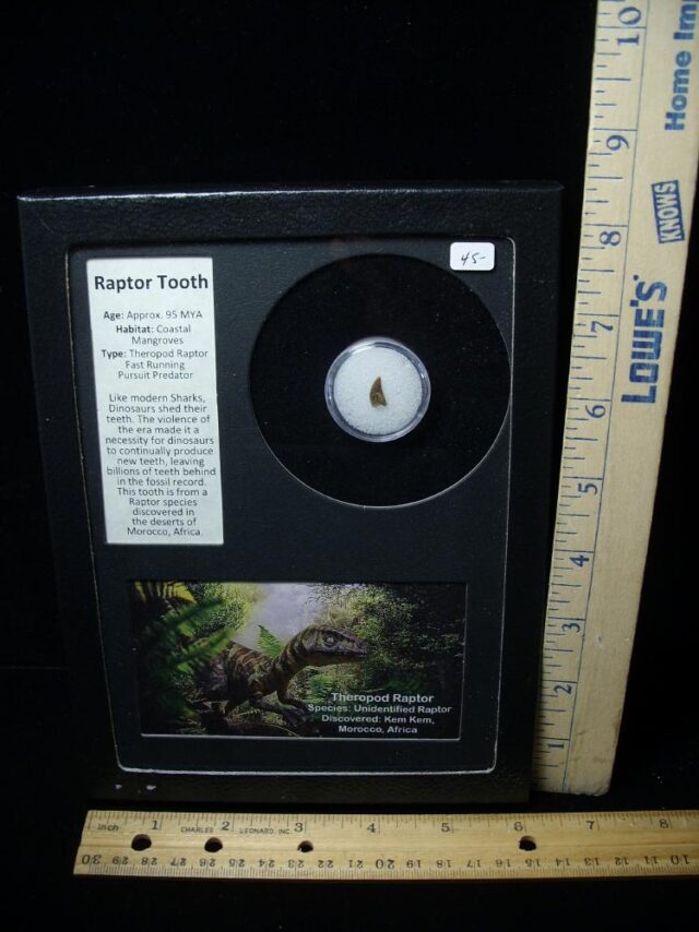 Authentic Raptor Dinosaur Tooth (062322e)