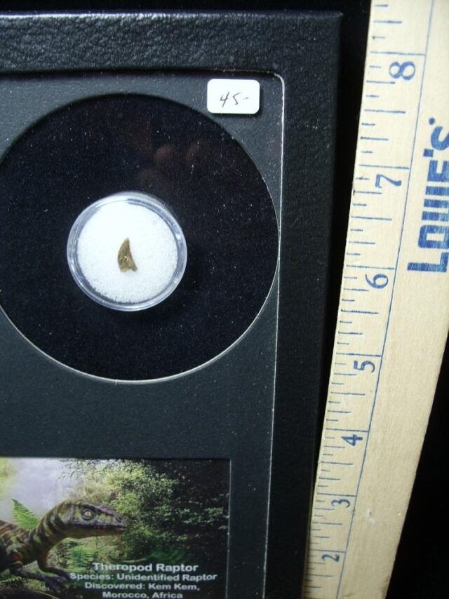 Authentic Raptor Dinosaur Tooth (062322e) - Image 2