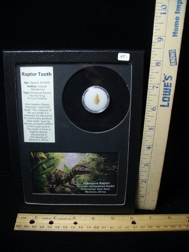 Authentic Raptor Dinosaur Tooth (062322h)