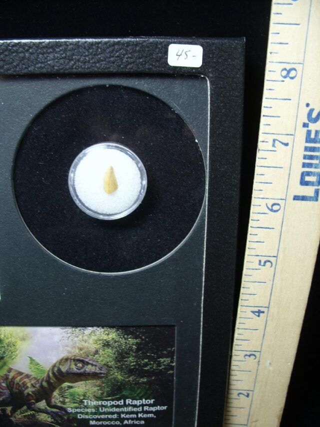 Authentic Raptor Dinosaur Tooth (062322h) - Image 2