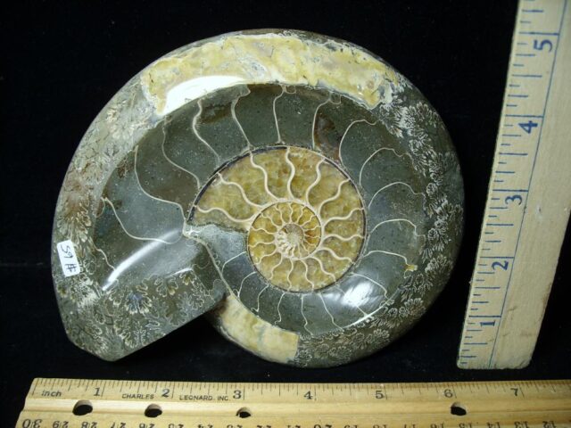 Relief Carved Fossil Ammonite  (072422p)