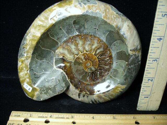 Relief Carved Fossil Ammonite  (072422m)