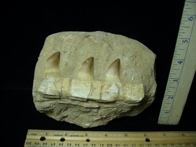 Mosasaur Jaw Section with Teeth (072622d)