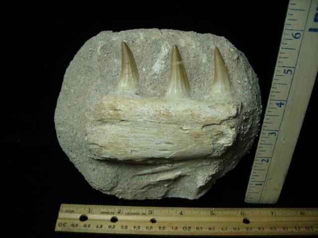 Mosasaur Jaw Section with Teeth (072622c)