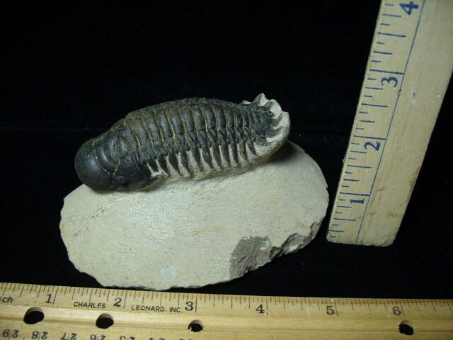 Fossilized Trilobite – Crotalocephalina (072622f)