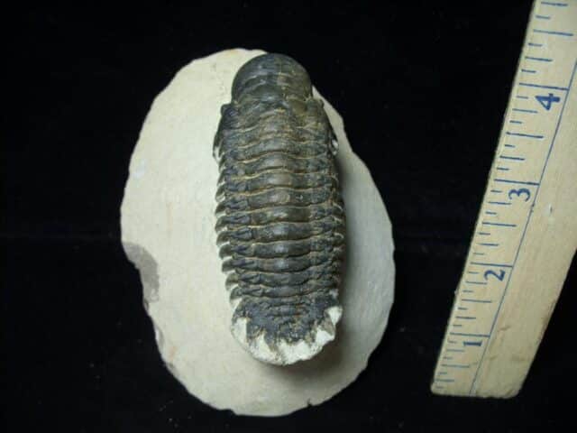 Fossilized Trilobite – Crotalocephalina (072622f) - Image 2