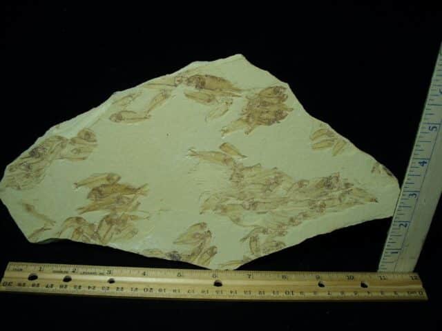 Mass Mortality Multi Fish Plate (072622g