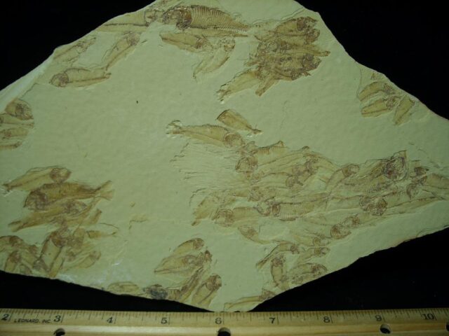 Mass Mortality Multi Fish Plate (072622g - Image 2