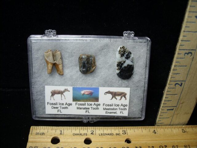 Small Ice Age Fossil Kit (072722e)