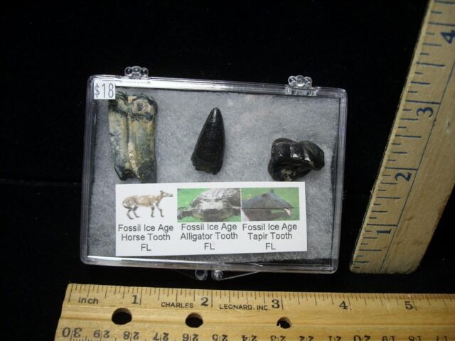 Small Ice Age Fossil Kit (072722j)