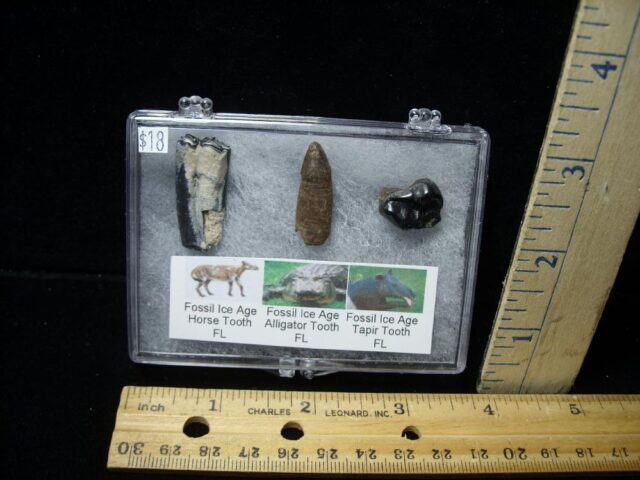 Small Ice Age Fossil Kit (072722k)
