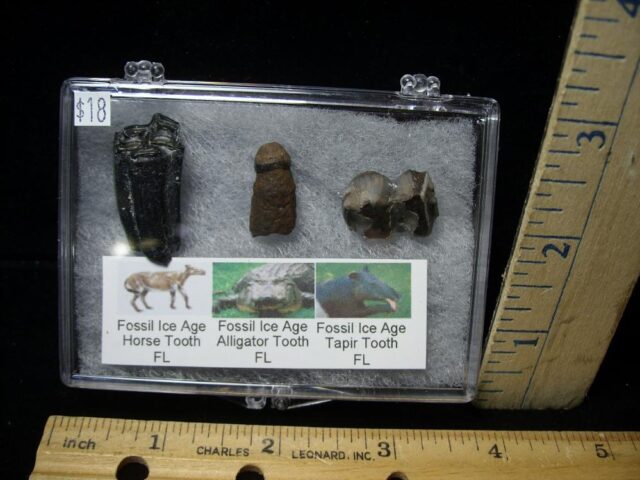 Small Ice Age Fossil Kit (072722m)