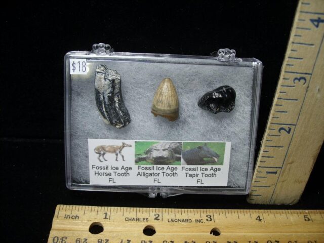 Small Ice Age Fossil Kit (072722n)